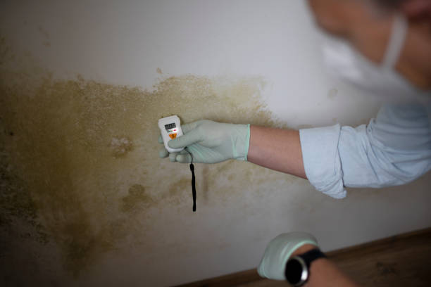 Best Affordable Mold Removal  in USA